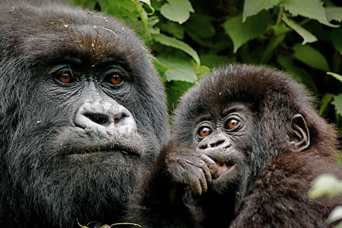 Excursion d&#039;une journée à Gorilla Trekking avec déjeuner