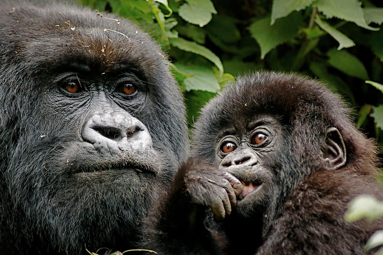 Gorilla trektocht dagtocht met lunch