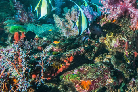 Moalboal: Island hopping i 1-dniowa wycieczka do wodospadu Mantayupan