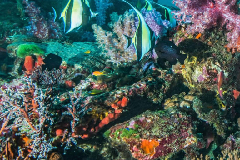 Moalboal: Island hopping i 1-dniowa wycieczka do wodospadu Mantayupan