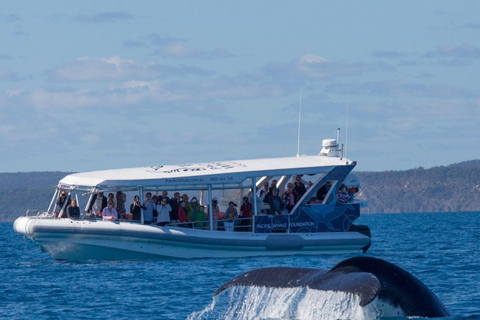Hervey Bay : L&#039;expérience ultime d&#039;observation des baleines