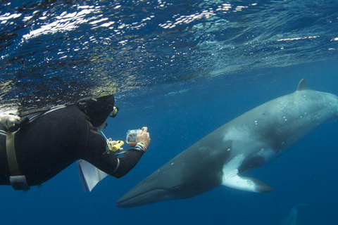 Mirissa: Dolphin Swim Blue Whale Snorkelling | All-Inclusive Mirissa: Scuba Diving & Turtle Snorkelling Experience