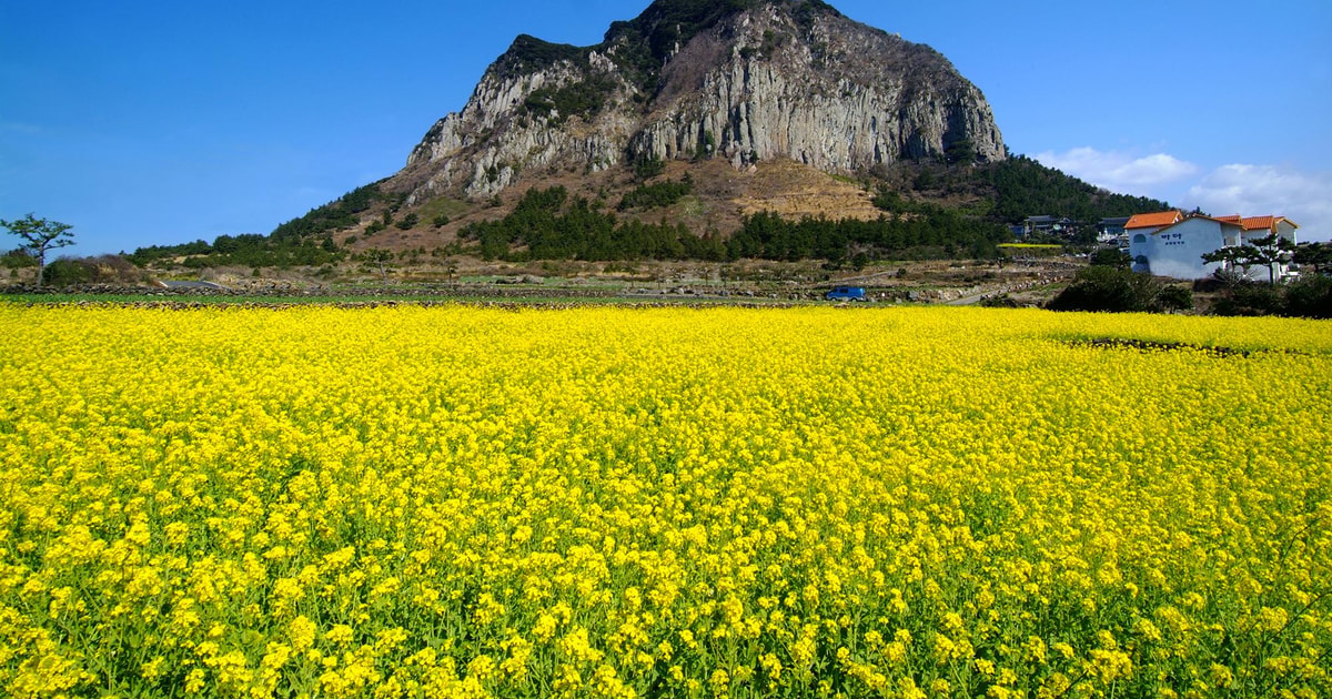 Jeju Abenteuer Im S dwesten Hallasan Lokale Mandarinenfarm Jeju Abenteuer Im S dwesten Hallasan Lokale Mandarinenfarm
