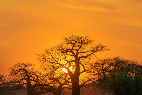 Tarangire Eco-Safari: Wildlife & Community Adventure