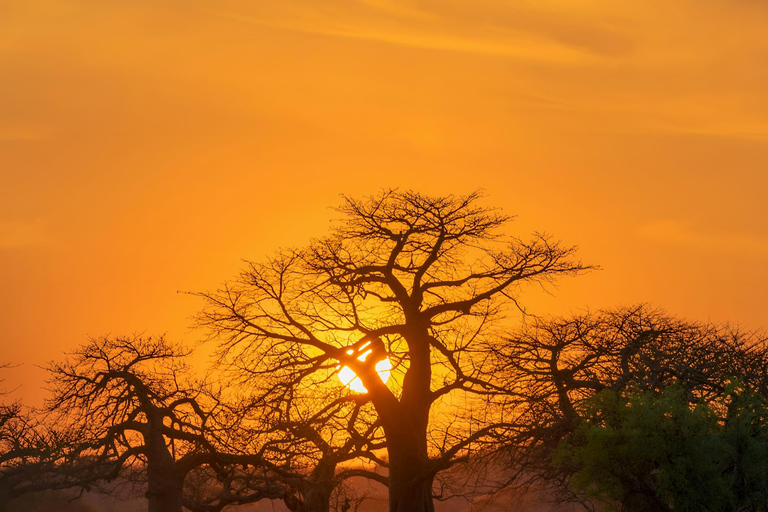 Tarangire Eco-Safari: Wildlife & Community Adventure