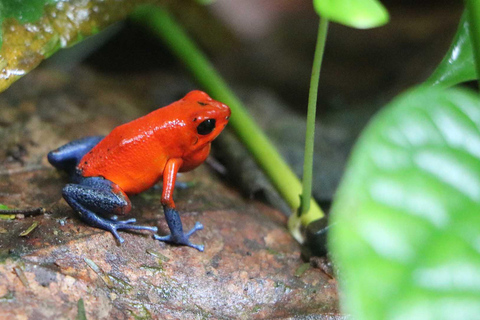 Parque Nacional de Carara: Paseo guiado Carara Costa Rica Naturaleza