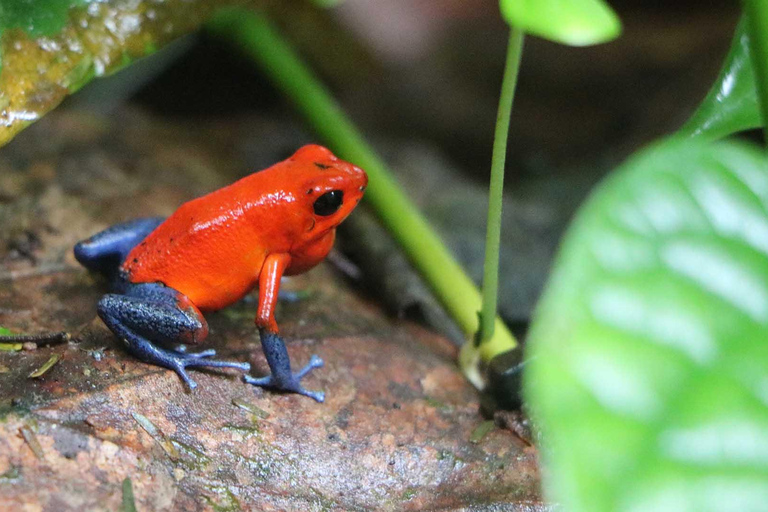 Parque Nacional de Carara: Paseo guiado Carara Costa Rica Naturaleza