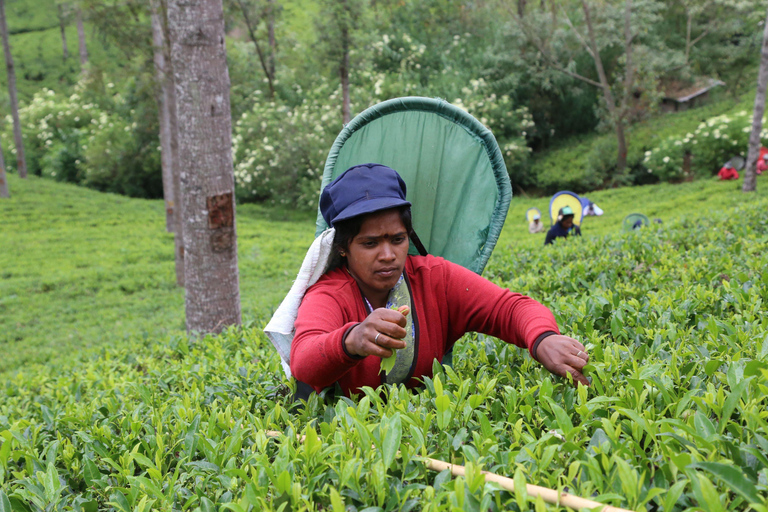 Sri Lanka 4 Day Tour: Colombo, Bentota, Ella, Kandy