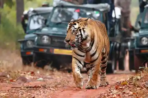 Ranthambore Tiger Safari with Golden Tringle Tour 7 Days