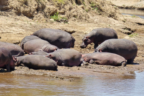 Safári de 7 dias em Amboseli-Bogoria/Baringo-Nakuru e Masai Mara.