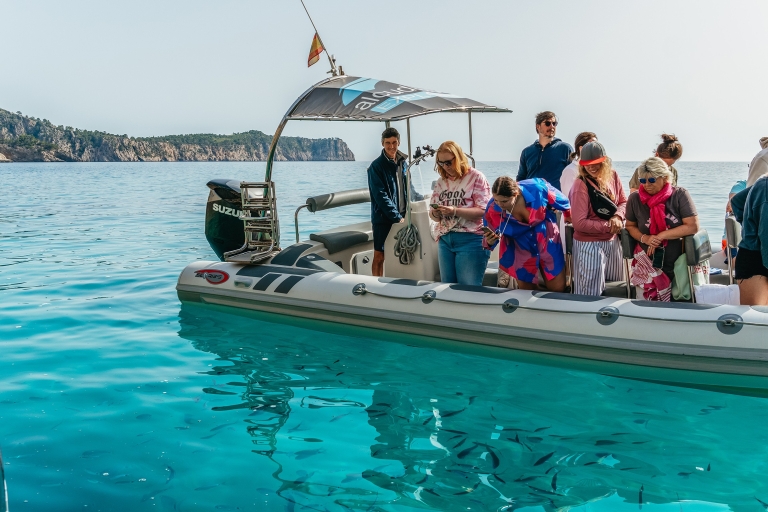 Alcudia/Can Picafort: Begeleide dolfijn-observatie cruise bij zonsopgangTour met vervoer van en naar het hotel