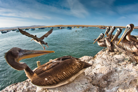 Paracas: Guidad tur med båt på Ballestasöarna