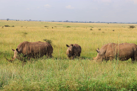 Tour in Nairobi National Park in een 4X4 Landcruiser