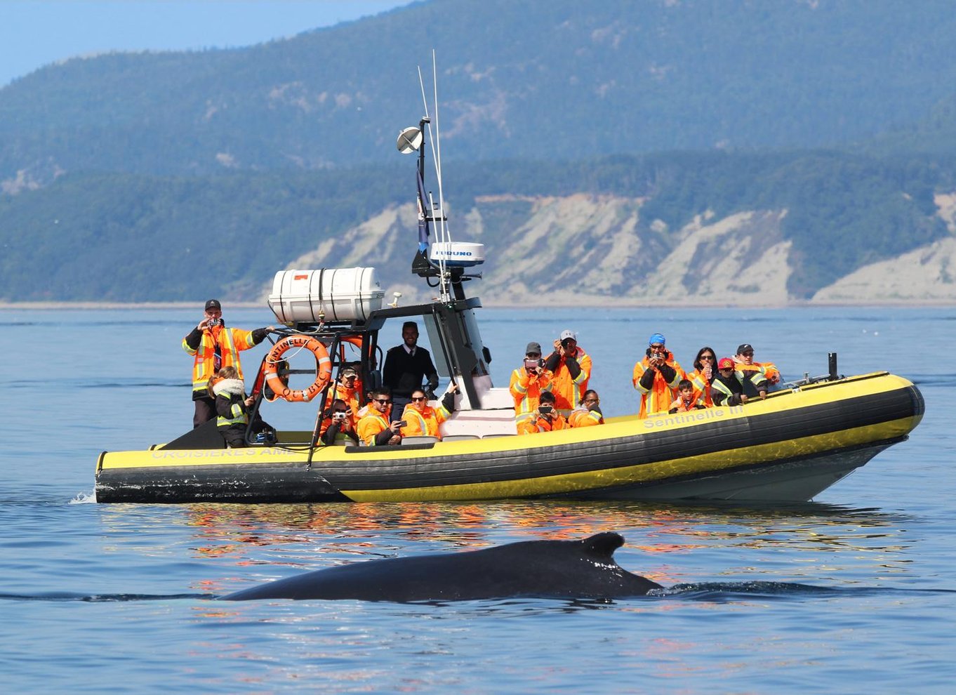 Tadoussac/Charlevoix: Hvalsafari og bjørneobservation