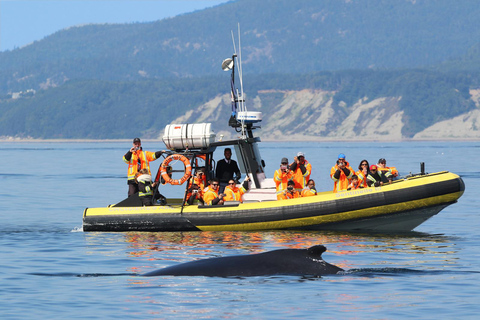 Tadoussac/Charlevoix: Whale Watching Tour & Bear Observation Charlevoix: Whale Watching Boat Tour & Bear Observation