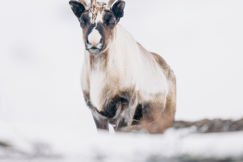 From Abisko: Norwegian Fjords and Wildlife Day Trip