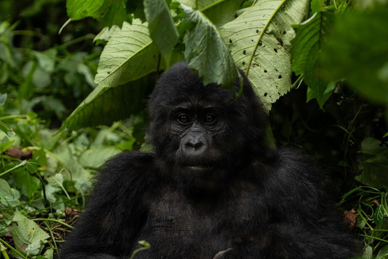 Uganda: 7-Day Bwindi Gorilla Safari Tour with Guide