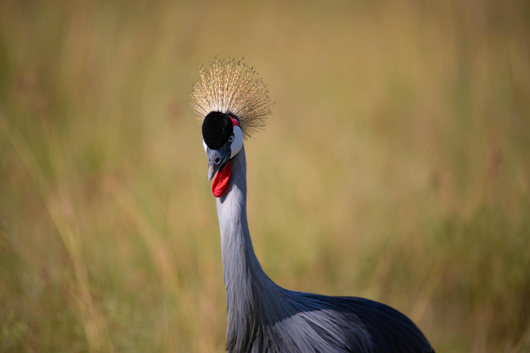 Nairobi: National Park Guided Game Drive Nairobi National Park Private Game Drive