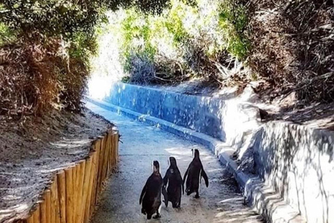 Kapstadt: Kap der Guten Hoffnung und Boulders Beach Private Tour