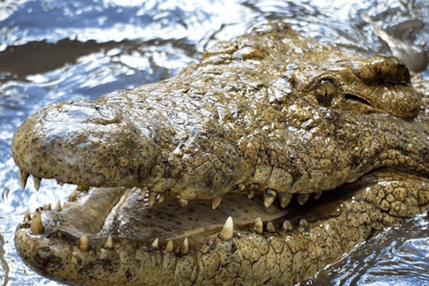 Victoria Falls: Crocodile Farm and Big Tree Tour