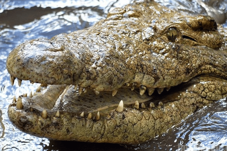 Victoria Falls: Crocodile Farm and Big Tree Tour