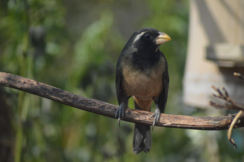 Cusco: Hummingbird Sanctuary Tour — 30+ Bird Species with transfers