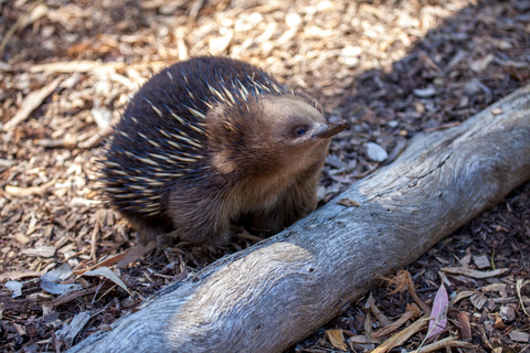 Escursione a terra a Hobart: Parco nazionale di Mt Field e fauna selvatica