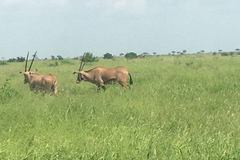 Nairobi: 4 Days epic trip to Amboseli, Tsavo West & East