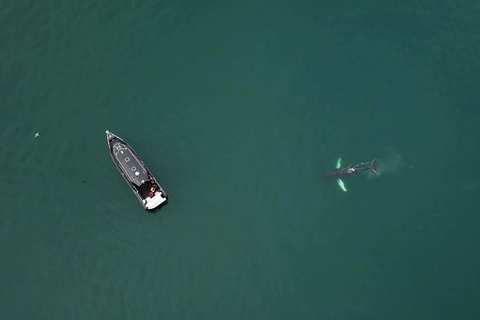 Tromsø: Orca and Whale Watching Heated Boat Trip Tromsø: Orca and Whale Watching comfort heated boat Trip