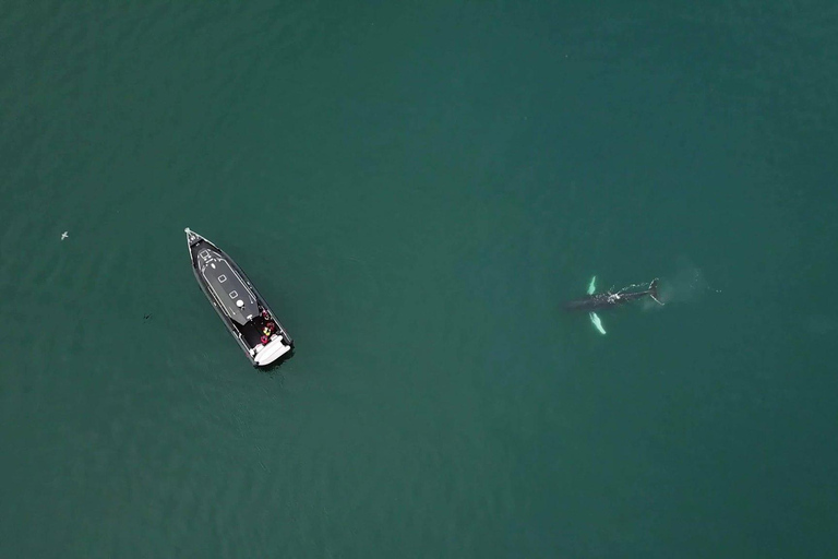 Tromsø: Orca and Whale Watching Heated Boat Trip Tromsø: Orca and Whale Watching comfort heated boat Trip