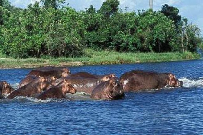 Kampala: 3-Day Magnificent Murchison Falls Safari