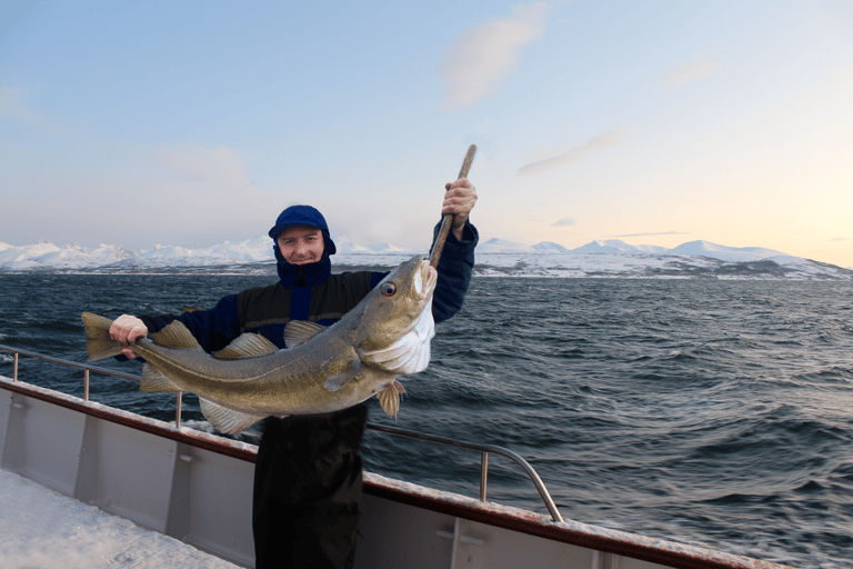 Tromsø : Croisière dans les fjords pour la pêche et les fruits de mer dans l'Arctique à bord d'un yacht de luxeTromsø : Croisière de luxe pour la pêche et les fruits de mer