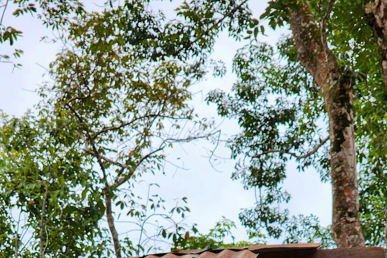 Manaus: 4-Day Amazon Jungle Trip with Alligator Spotting