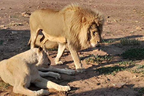 Aquila wildreservaat zonsondergangsafari met privévervoer