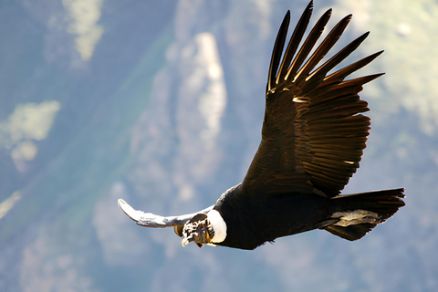 Arequipa: całodniowa wycieczka do kanionu Colca z Arequipy