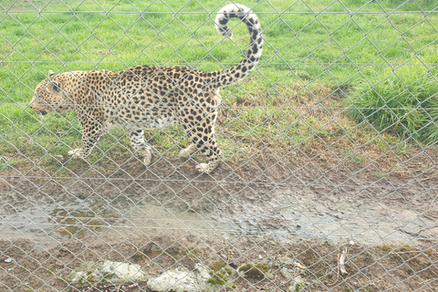Cheetah, Giraffes Encounter, lion's park, and Wine Tasting