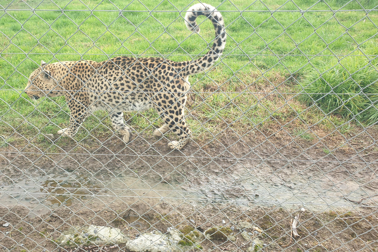 Cheetah, Giraffes Encounter, lion's park, and Wine Tasting