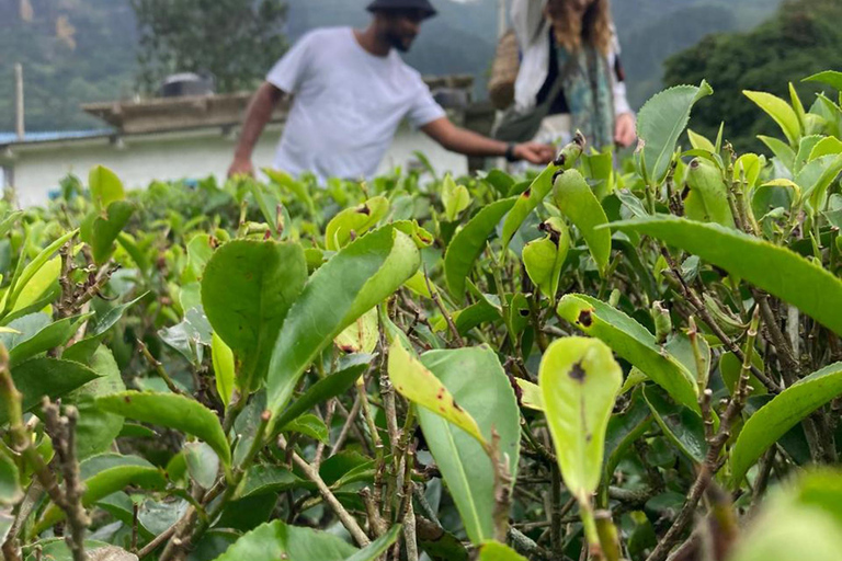 From Kandy to Nuwara Eliya & Moon Plains – Tuk‑Tuk Day Tour From Kandy: Moon Plains Highlands Viewpoint Experience