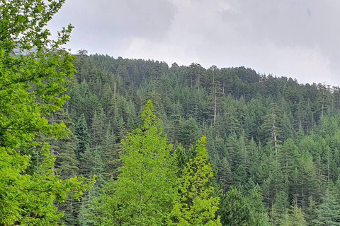 Desde Alanya: Excursión Safari en Quad/ATVTraslados desde los hoteles de Alanya