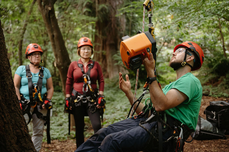 Vancouver Tree Climbing Tour: Canopy Expedition Adventure