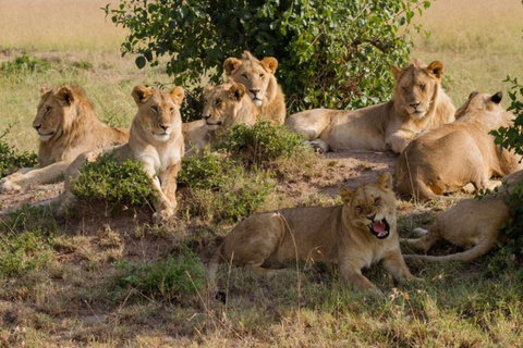 Nairobi National Park Abendliche Pirschfahrt.