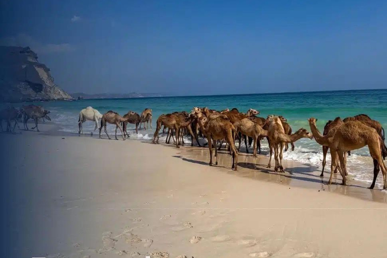 Salalah: Al Fazayah Beach, Shaat Viewpoint & Mugsail Tour
