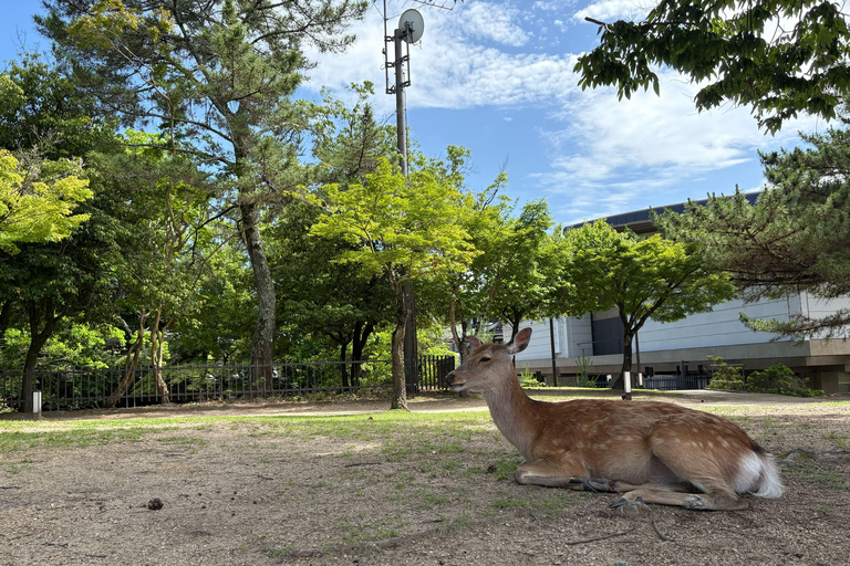 Nara: Guided Tour with Furoshiki Experience and Lunch 5.5h WITH Furoshiki Experience and Lunch
