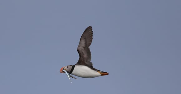Reykjavik: Puffin Express: 1-Hour with Adorable Birds