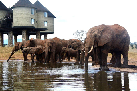 Salt Lick Safari Lodge: tour di 2 giorni da Nairobi o MombasaNairobi o Mombasa: tour di 2 giorni al Salt Lick Safari Lodge