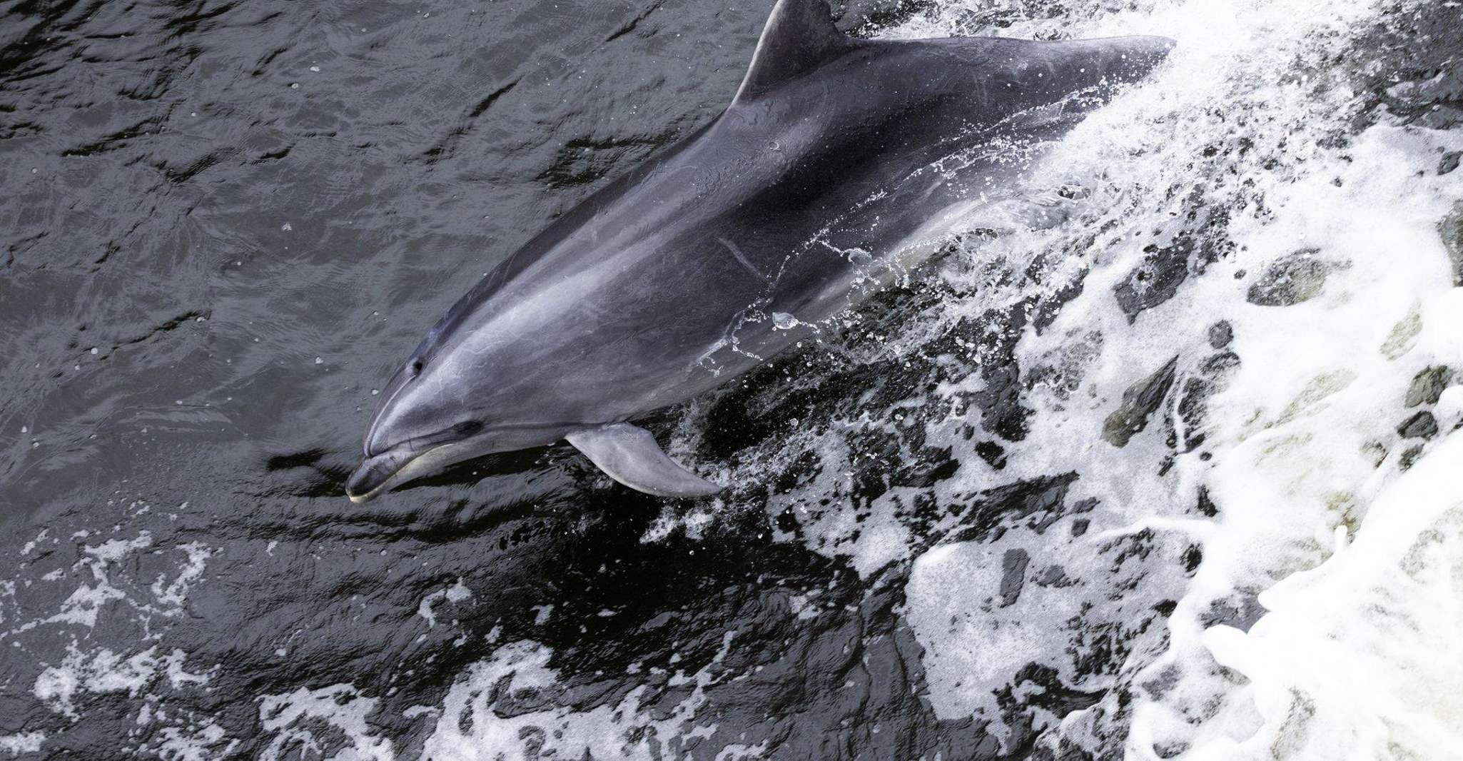 From Manapouri: Doubtful Sound Wilderness Day Trip photo 4