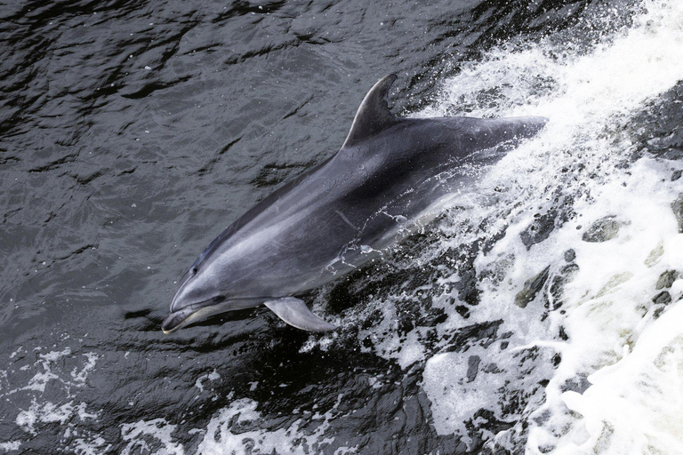 From Queenstown: Milford Sound Business Class with Cruise Milford Sound Business Class