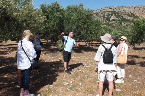 Creta: Esperienza del sentiero delle olive con degustazione e lezione di cucina