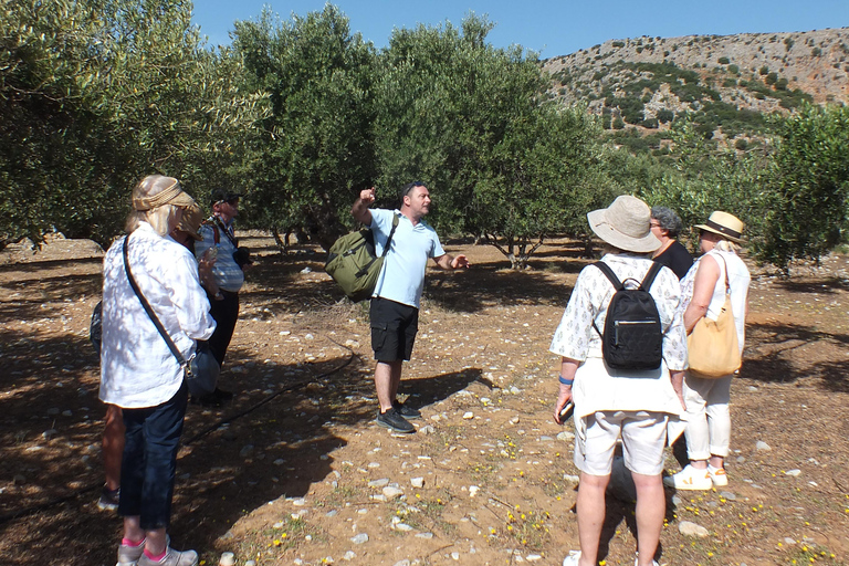 Creta: Experiencia en la Ruta del Olivo con Cata y Clase de Cocina