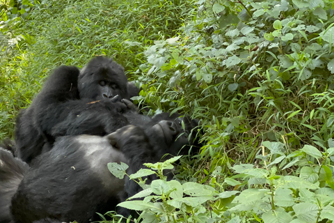 1-Day Rwanda Gorilla Trekking Volcanoes National Park